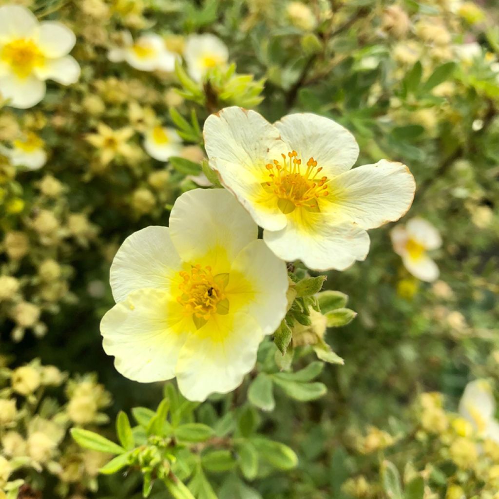 Potentilla fruticosa Limelight