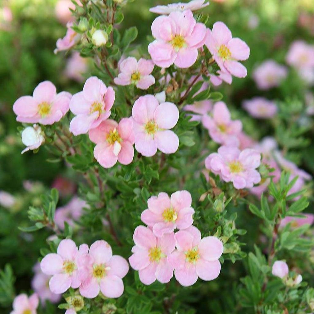 Potentille arbustive - Potentilla fruticosa Pink Beauty en pot de 7,5l/10l