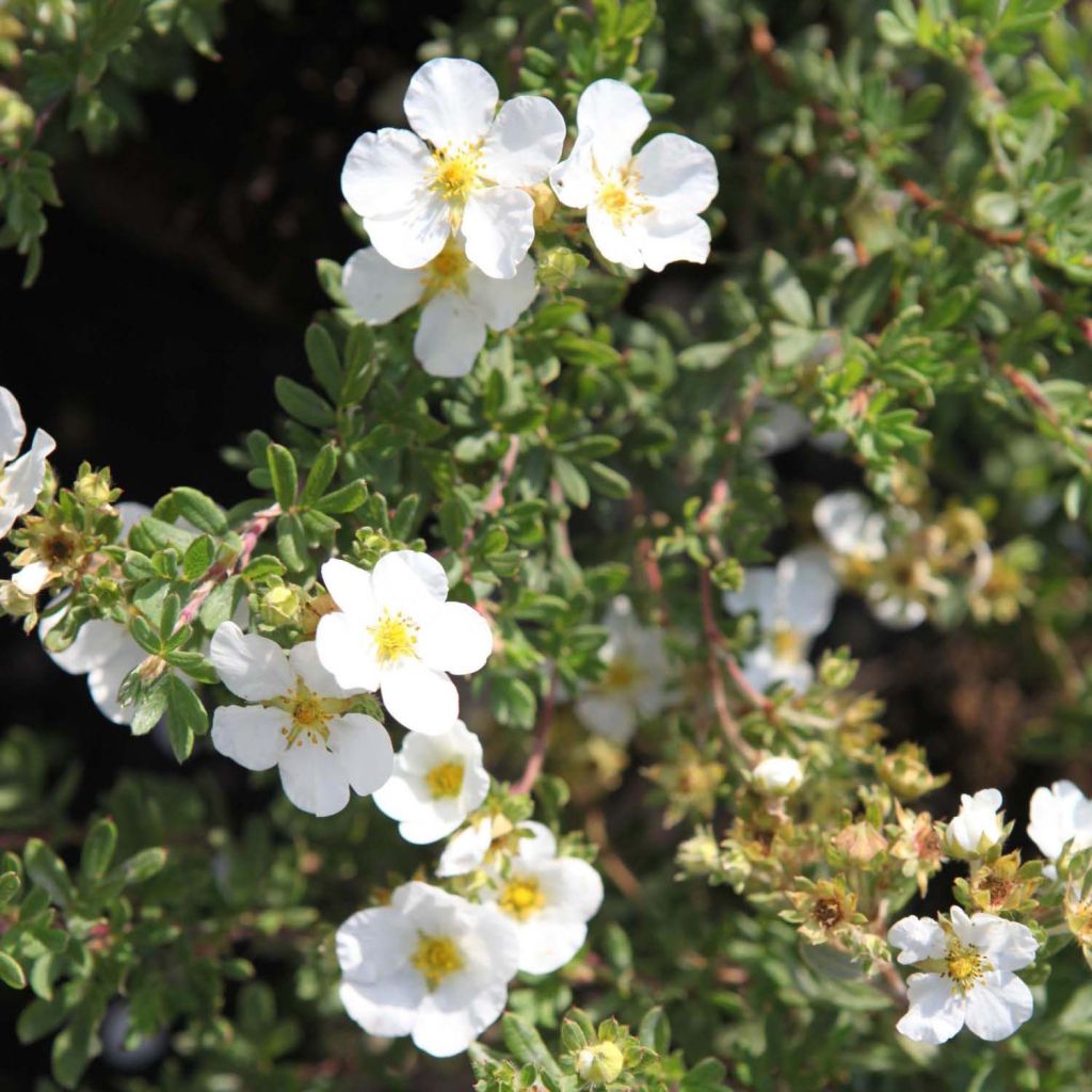 Potentilla fruticosa White Lady - Potentille arbustive