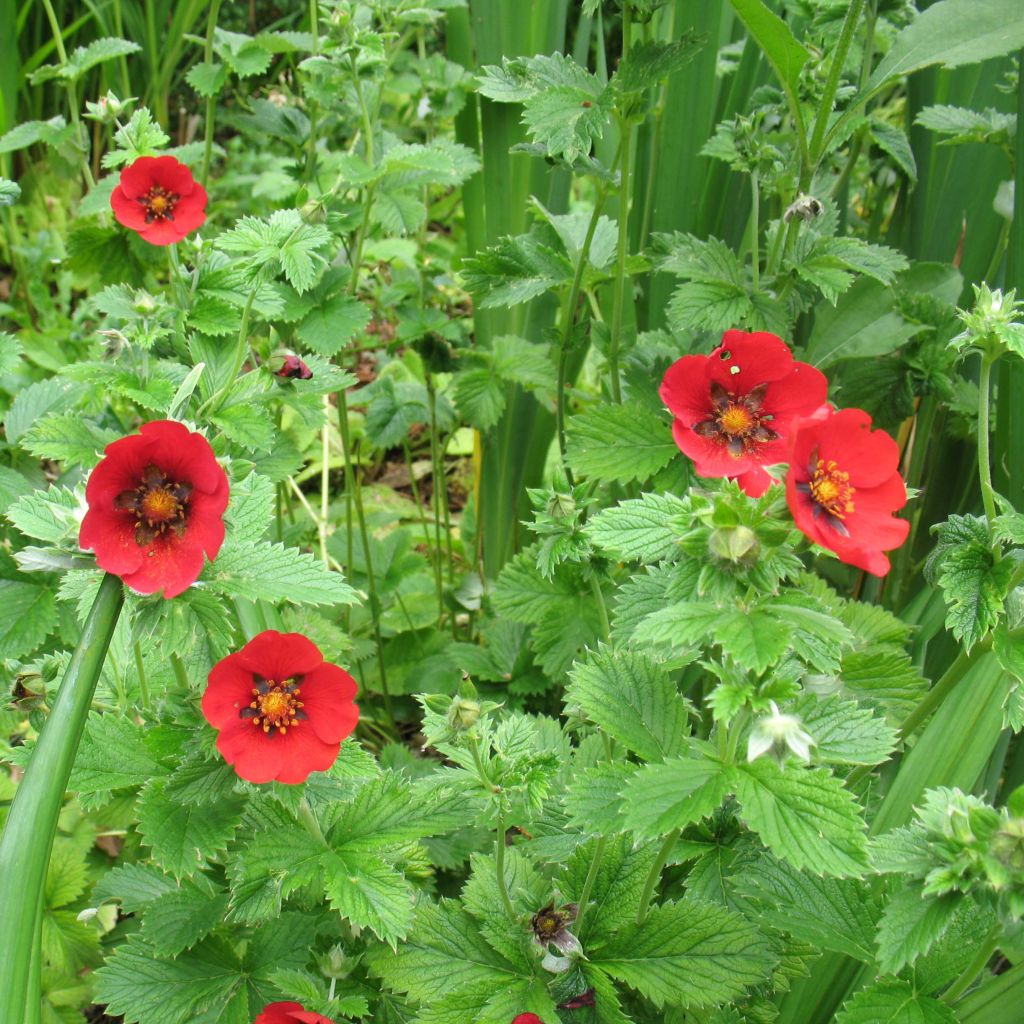 Potentilla hybride Flamenco - Potentille vivace rouge-orangé