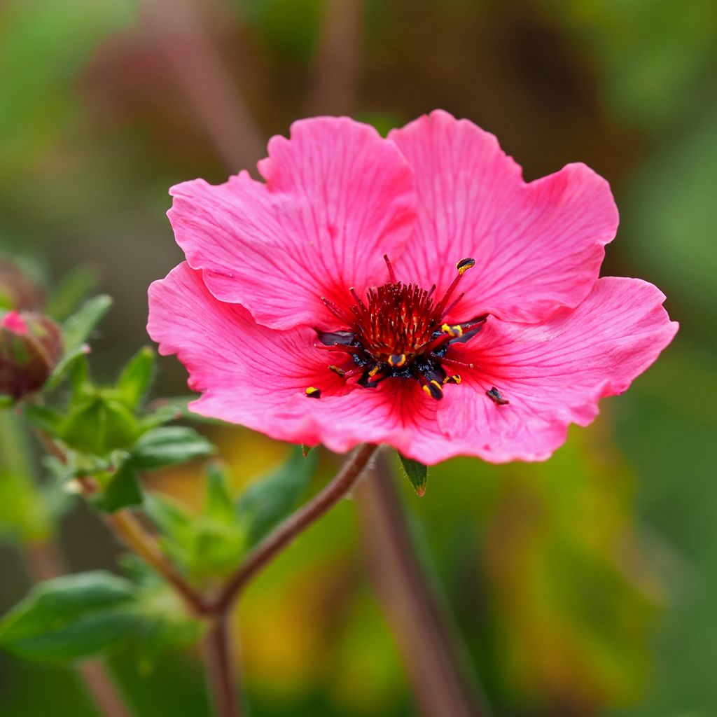 Potentilla nepalensis Miss Willmott - Potentille vivace du Népal