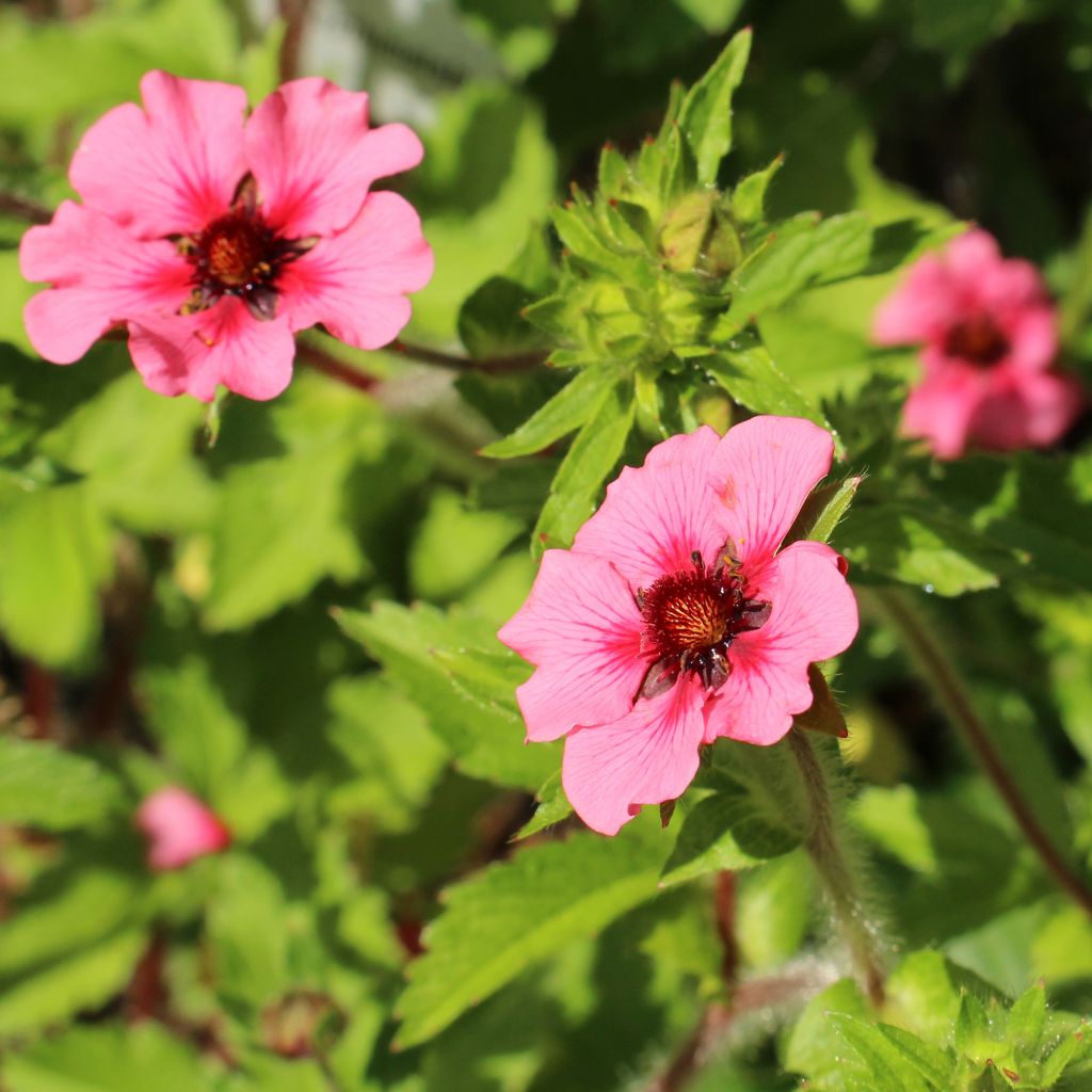 Potentilla nepalensis Miss Willmott - Potentille vivace du Népal