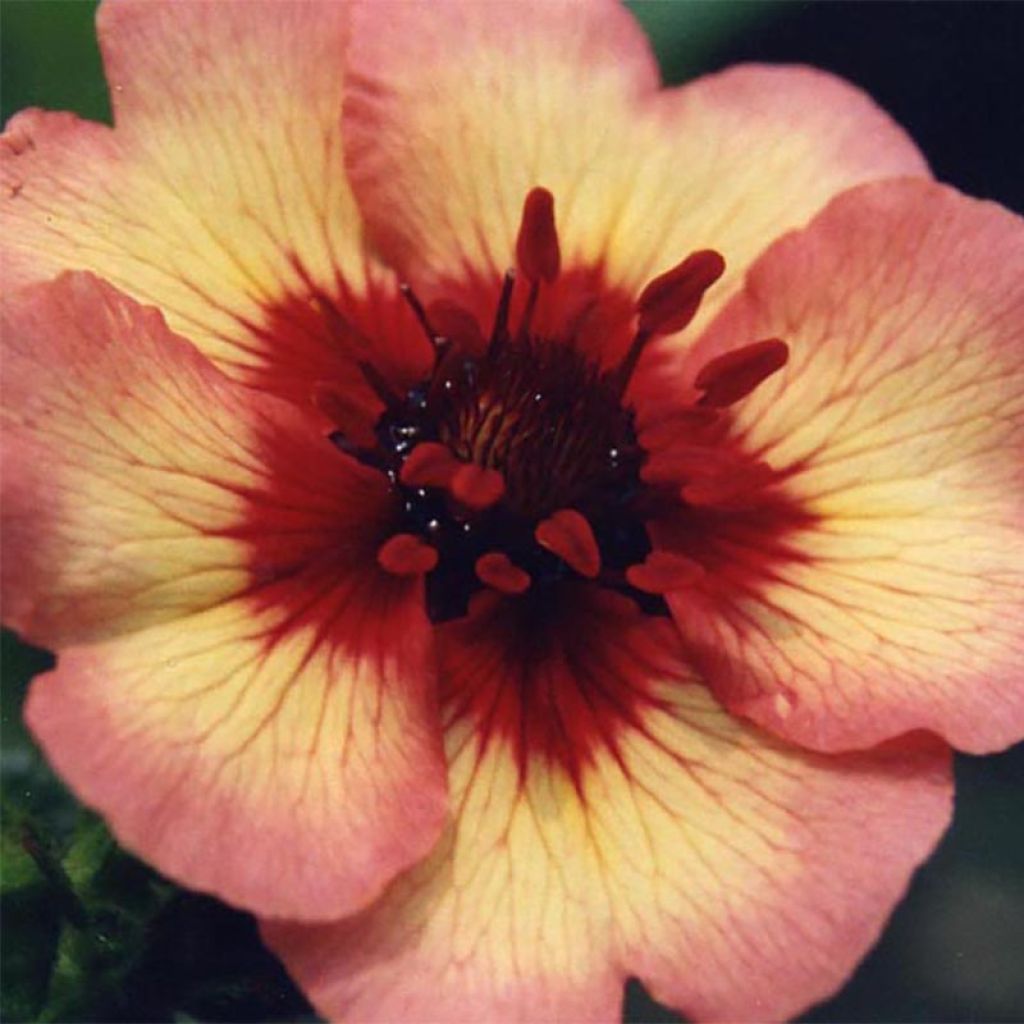 Potentilla nepalensis Miss Wilmott - Potentille vivace du Népal