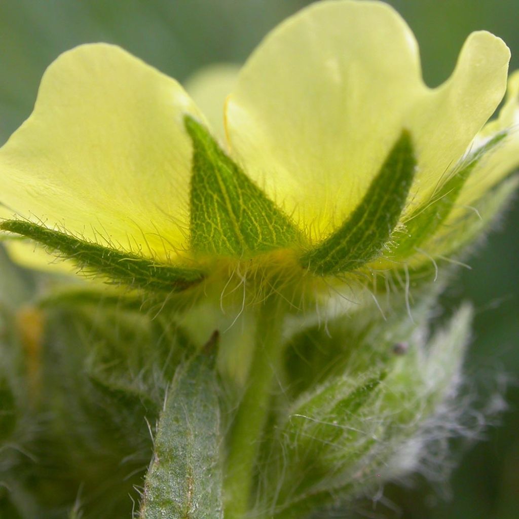 Potentilla recta Warrenii - Potentille érigée Warrenii