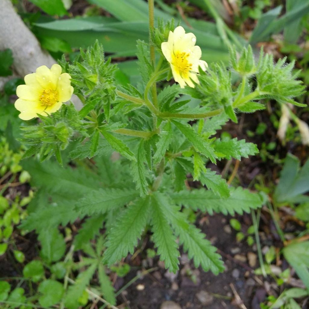 Potentilla recta Warrenii - Potentille érigée Warrenii