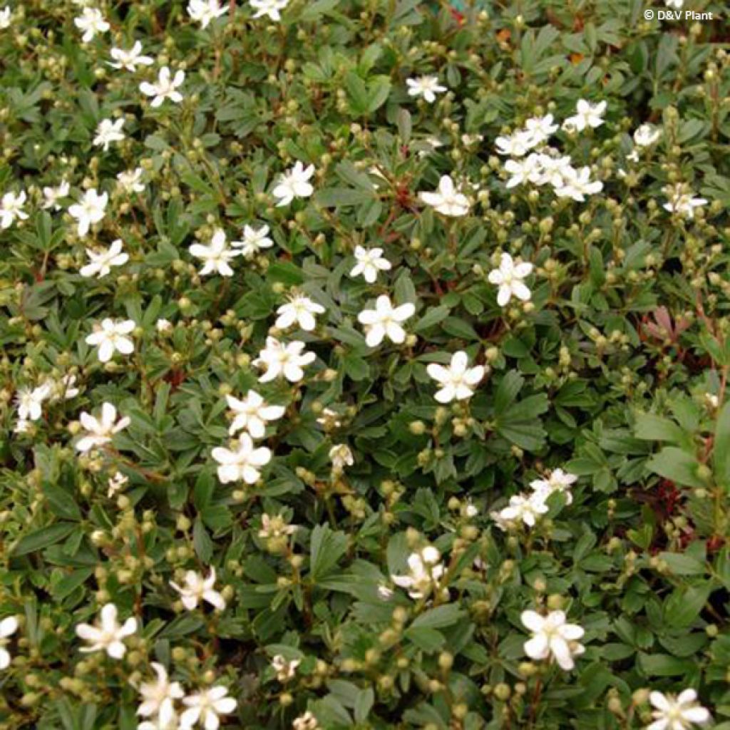 Potentilla tridentata Nuuk - Potentille vivace