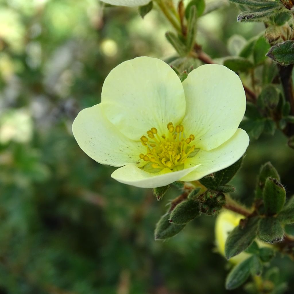 Potentille Fruticosa Primrose Beauty
