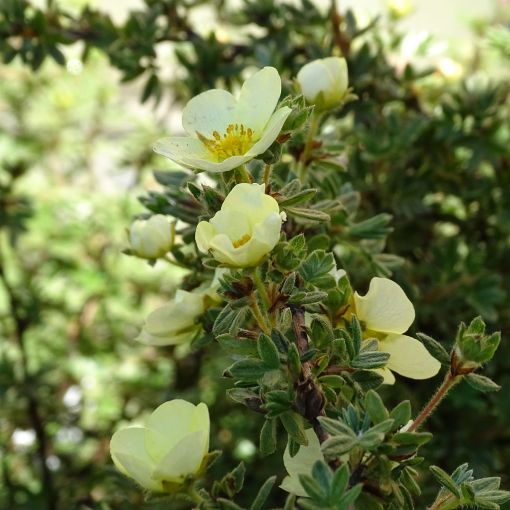 Potentille Fruticosa Primrose Beauty