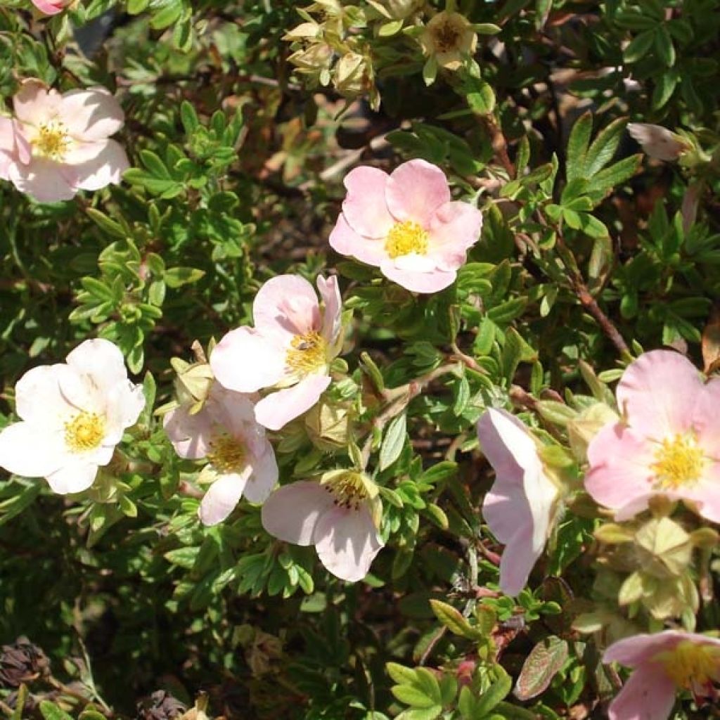 Potentille Fruticosa Princess Pink Queen