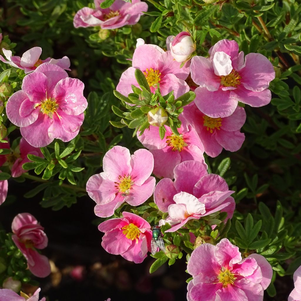 Potentille arbustive Bella Rosa - Potentilla fruticosa