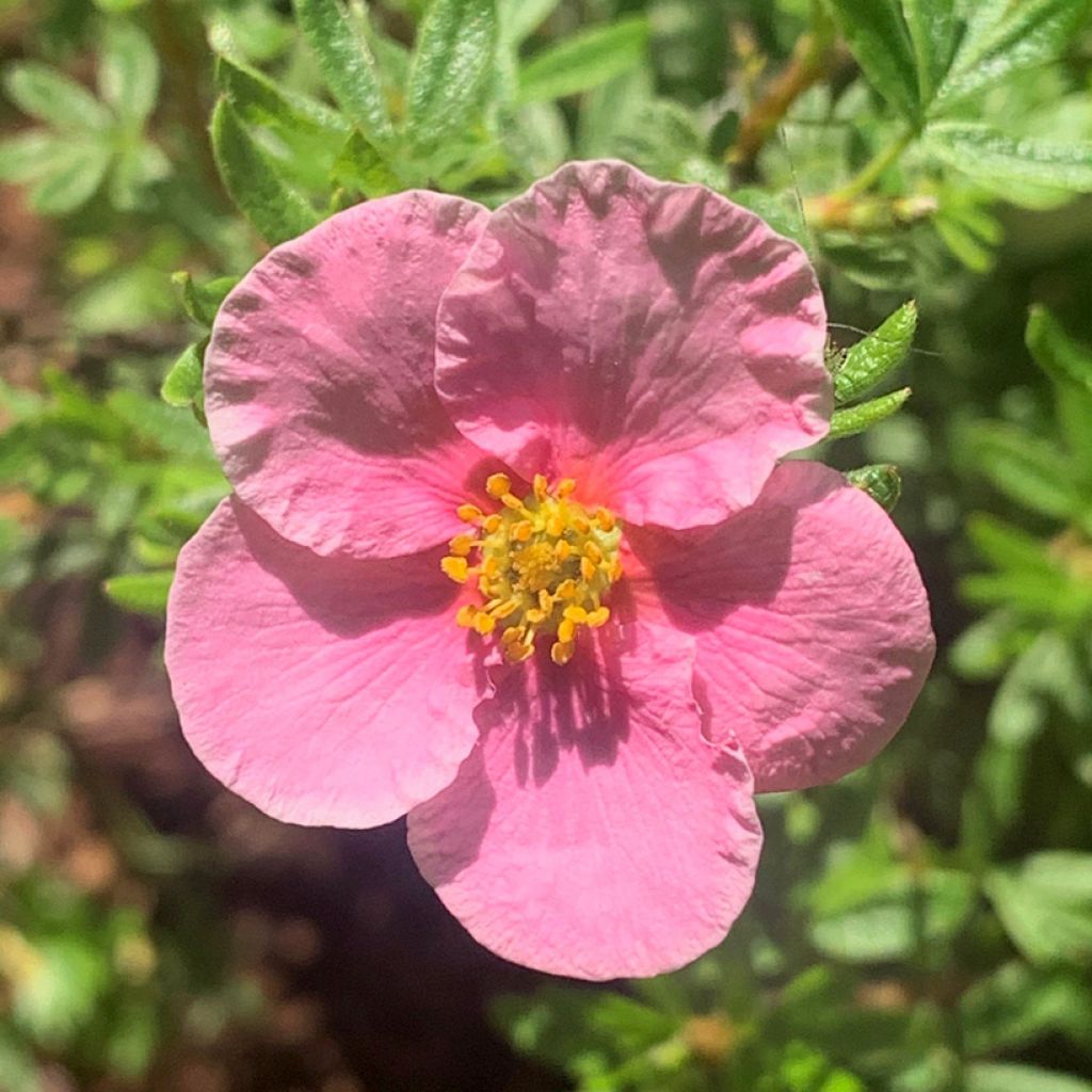 Potentille arbustive Bella Rosa - Potentilla fruticosa