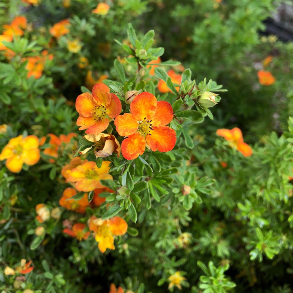 Potentille arbustive Bella Sol - Potentilla fruticosa