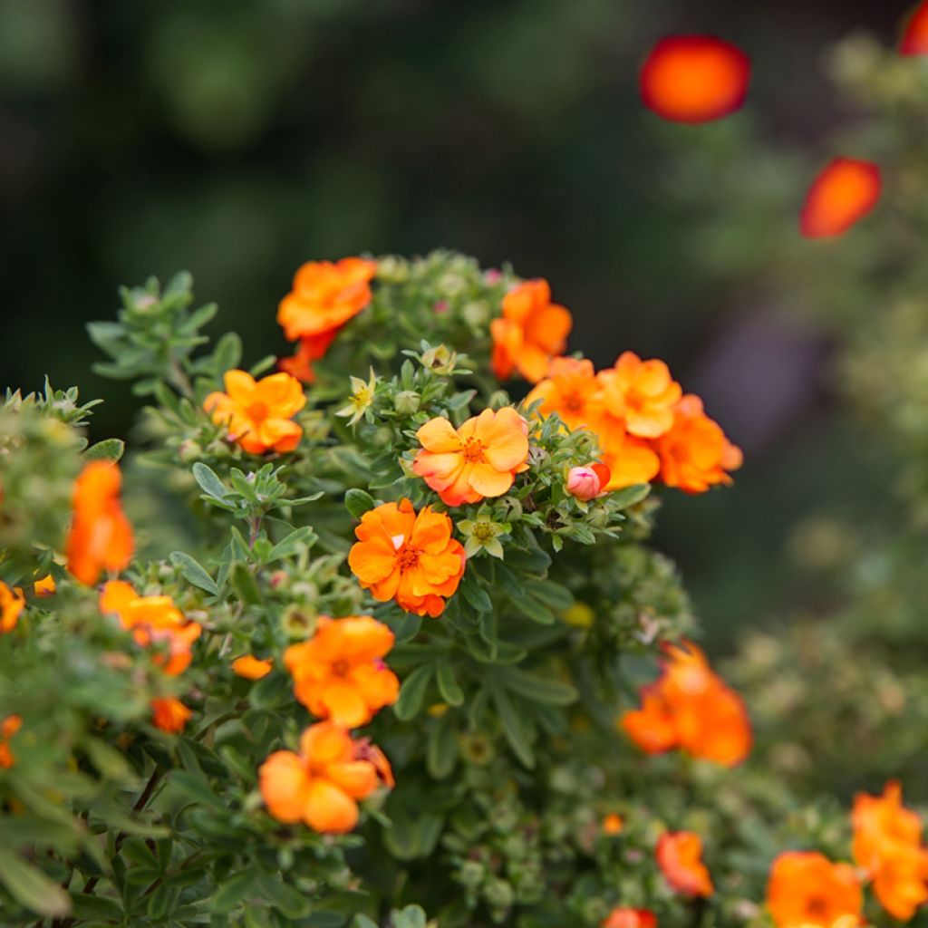 Potentille arbustive Marmalade - Potentilla fruticosa