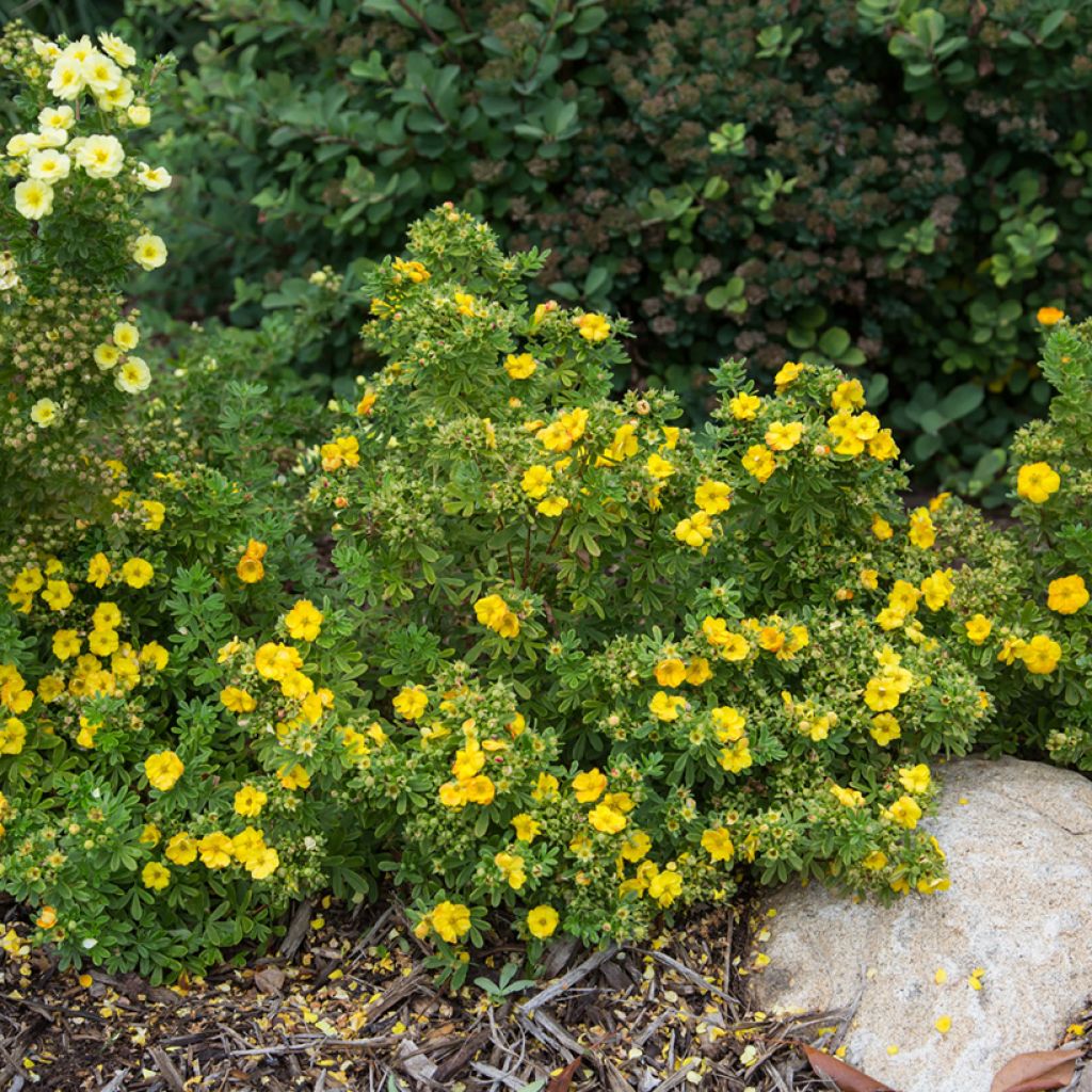 Potentille arbustive Marmalade - Potentilla fruticosa