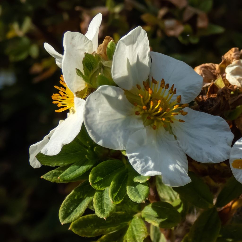 Potentille arbustive - Potentilla fruticosa Tilford Cream