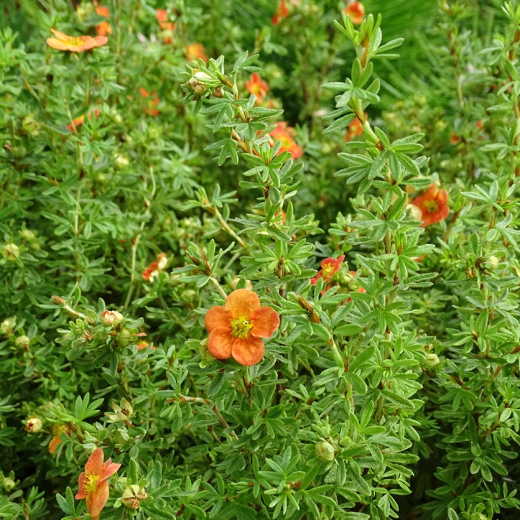 Potentilla fruticosa Orangissima - Potentille arbustive