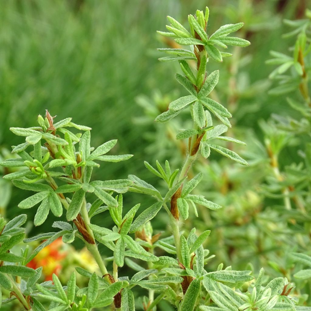 Potentilla fruticosa Orangissima - Potentille arbustive