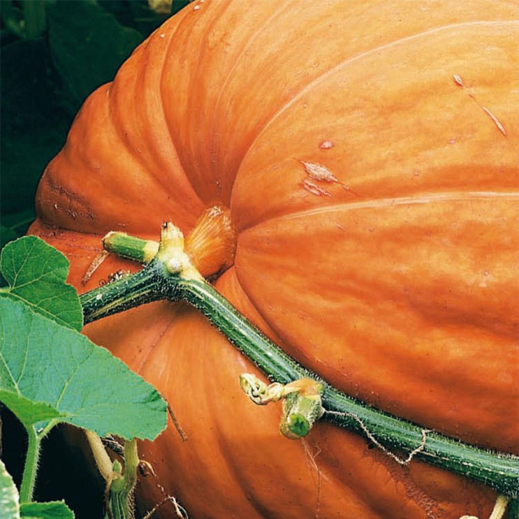 Potiron Atlantic Giant - Courge géante - Giraumon - Cucurbita maxima