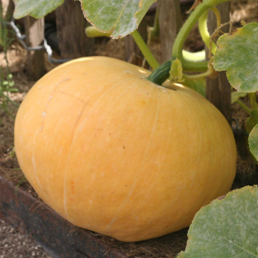 Potiron Jaune Gros de Paris - Cucurbita maxima 