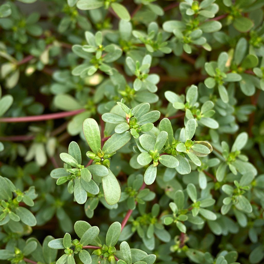 Pourpier vert ou commun - Portulaca oleracea