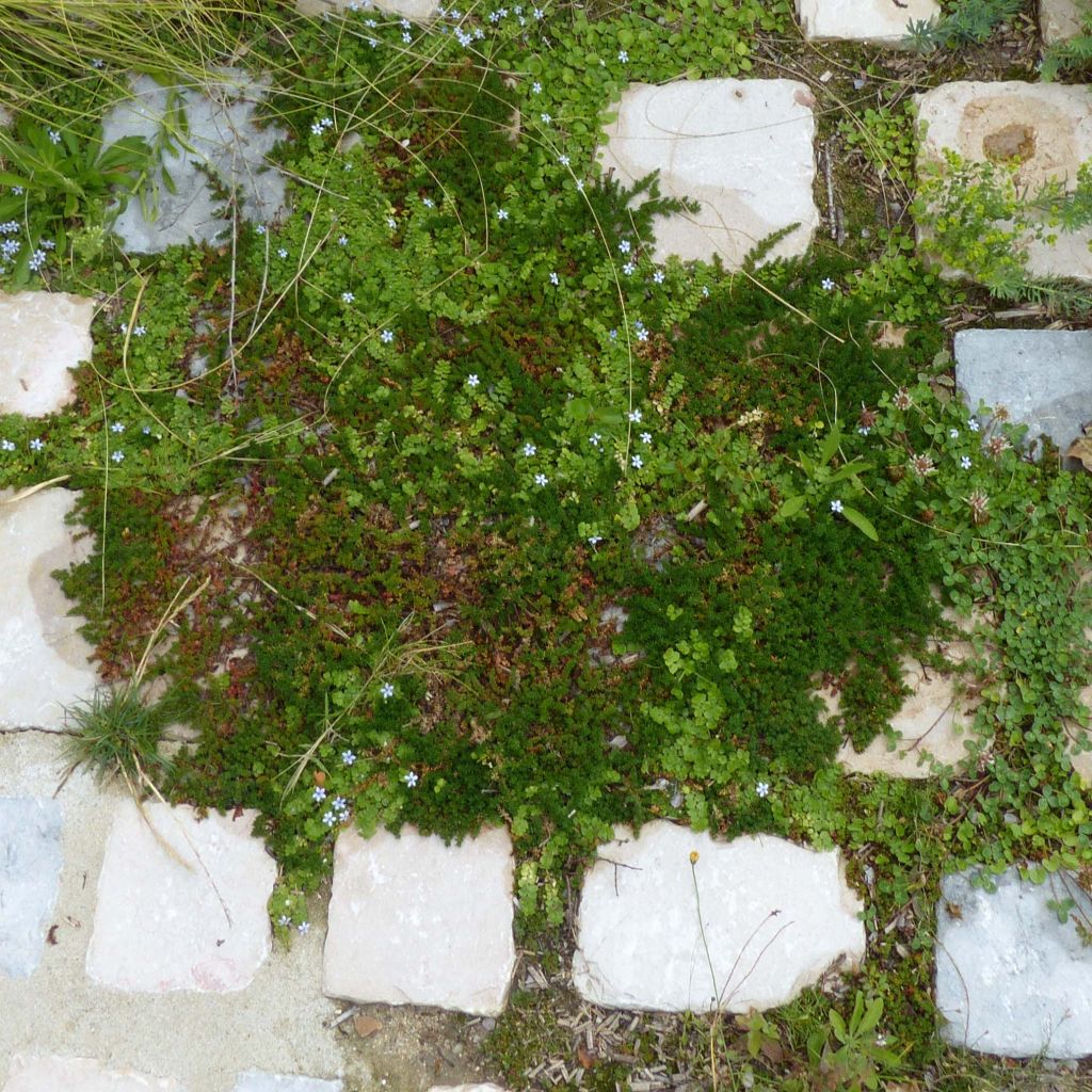 Pratia pedunculata County Park