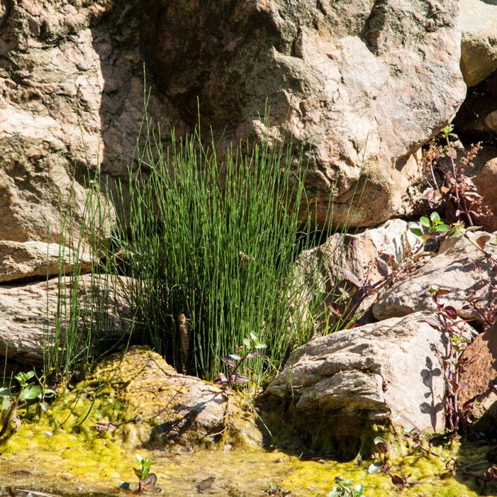 Prêle des rivières - Equisetum fluviatile