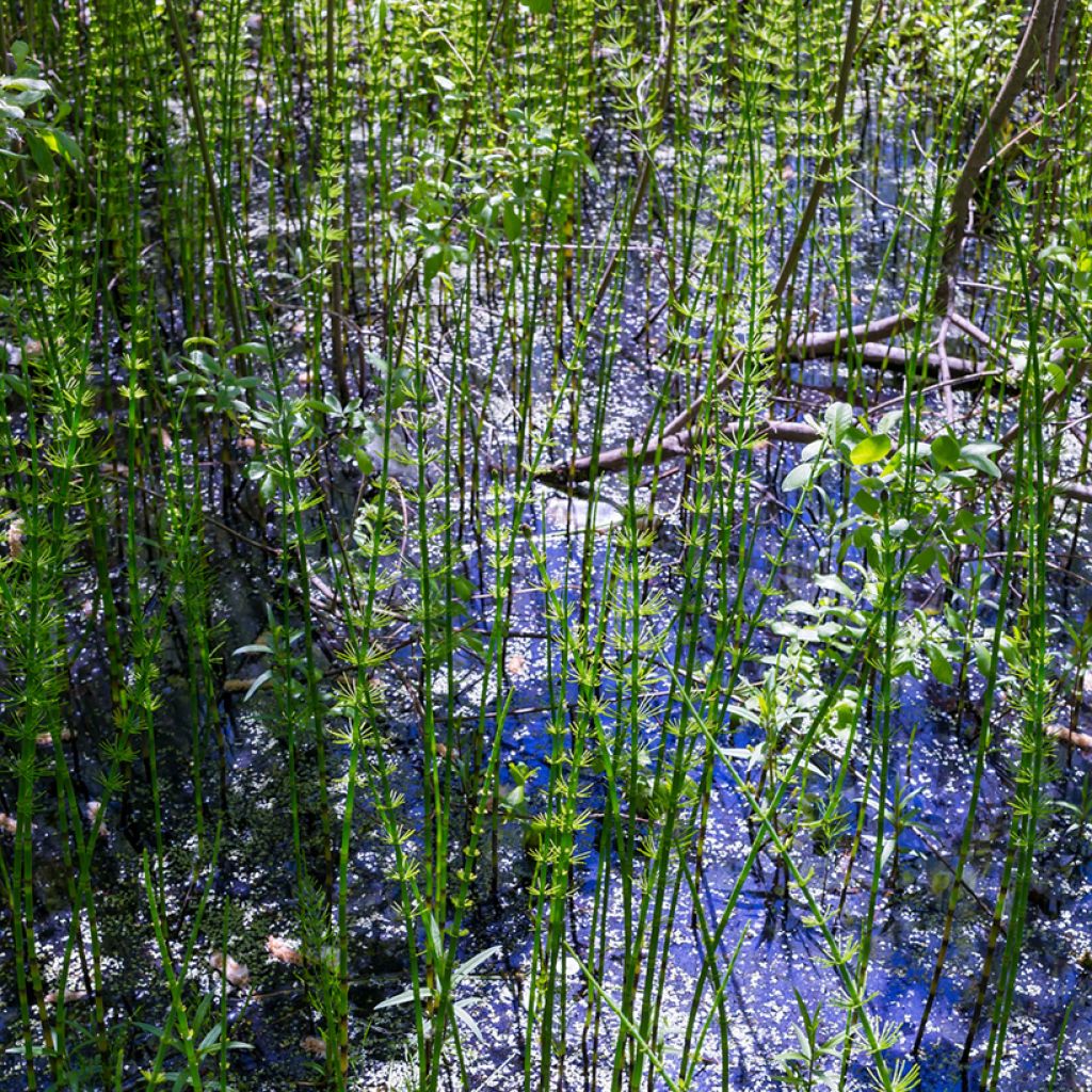 Prêle des rivières - Equisetum fluviatile