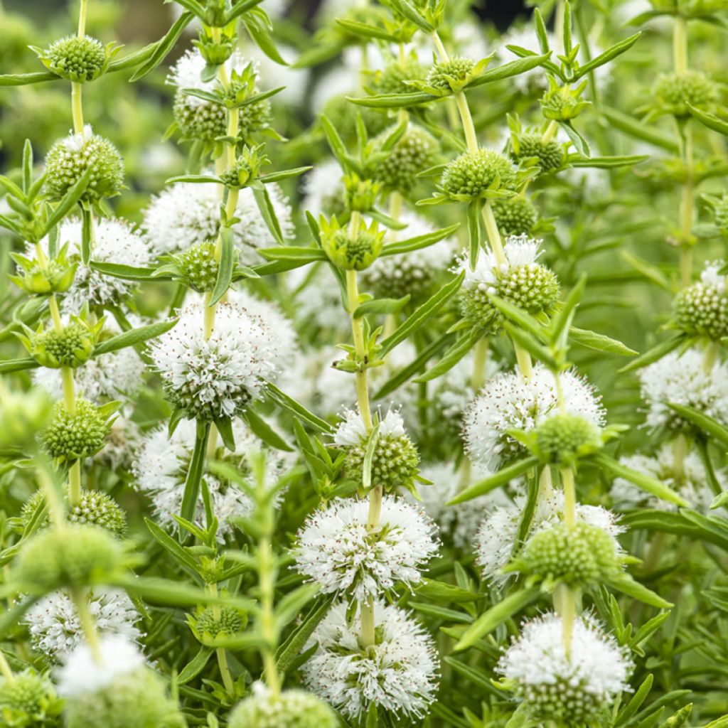 Menthe des cerfs - Mentha ou Preslia cervina Alba