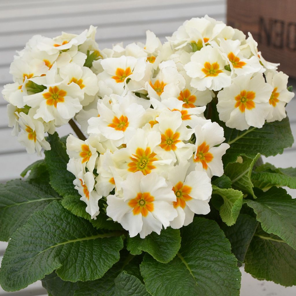 Primevère - Primula elatior Colibri Withe Orange Eye