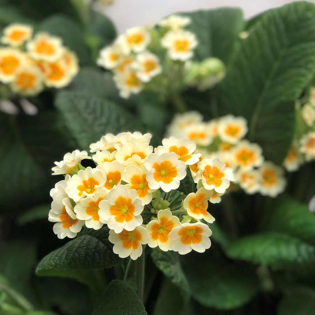 Primevère - Primula elatior Cream Orange Eye