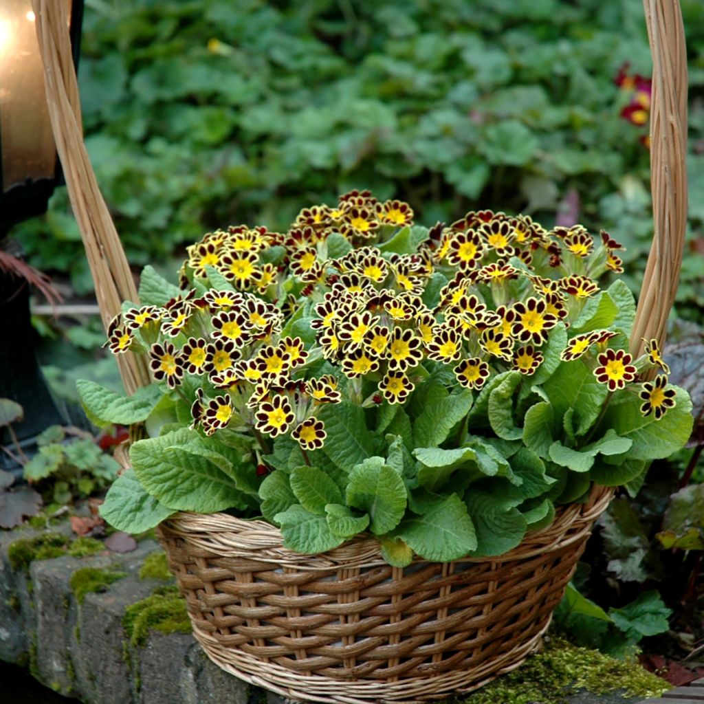 Primevère - Primula elatior Mister Gold Laced