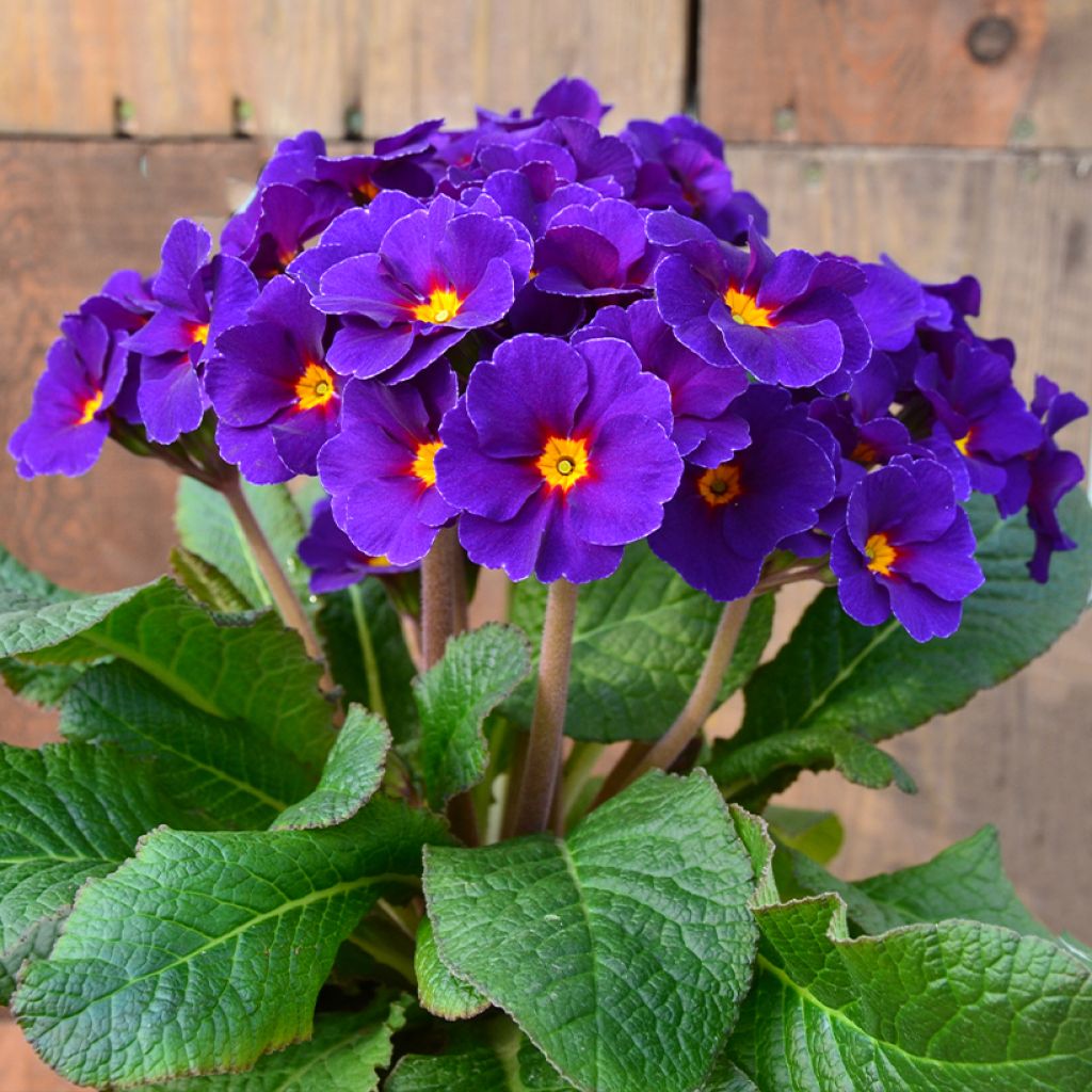 Primevère - Primula elatior Veristar Late Blue