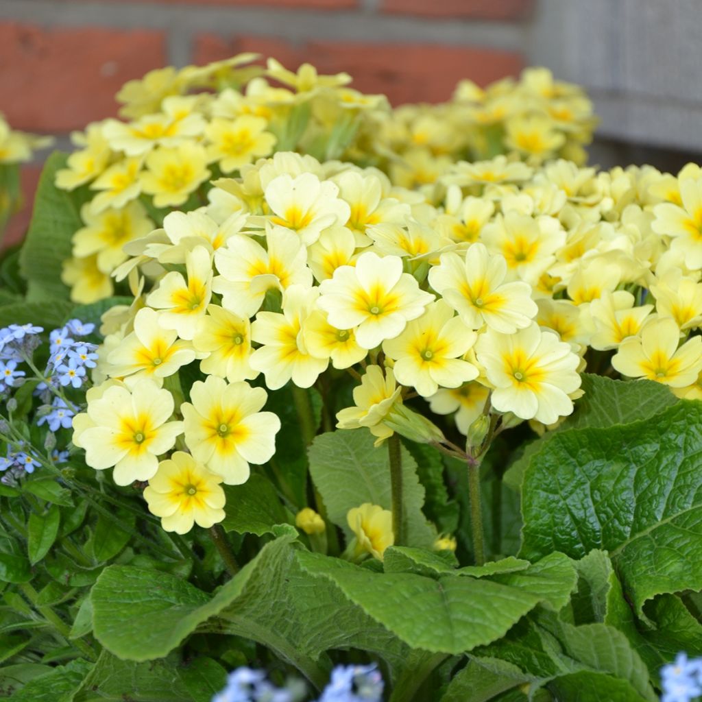 Primevère - Primula elatior Veristar Lemon