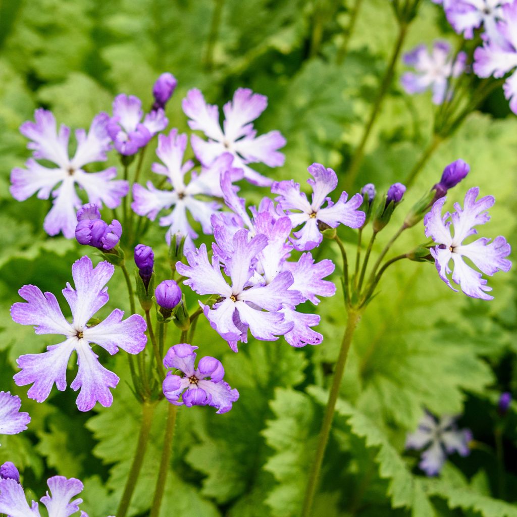 Primevère, Primula sieboldii Dancing Ladies