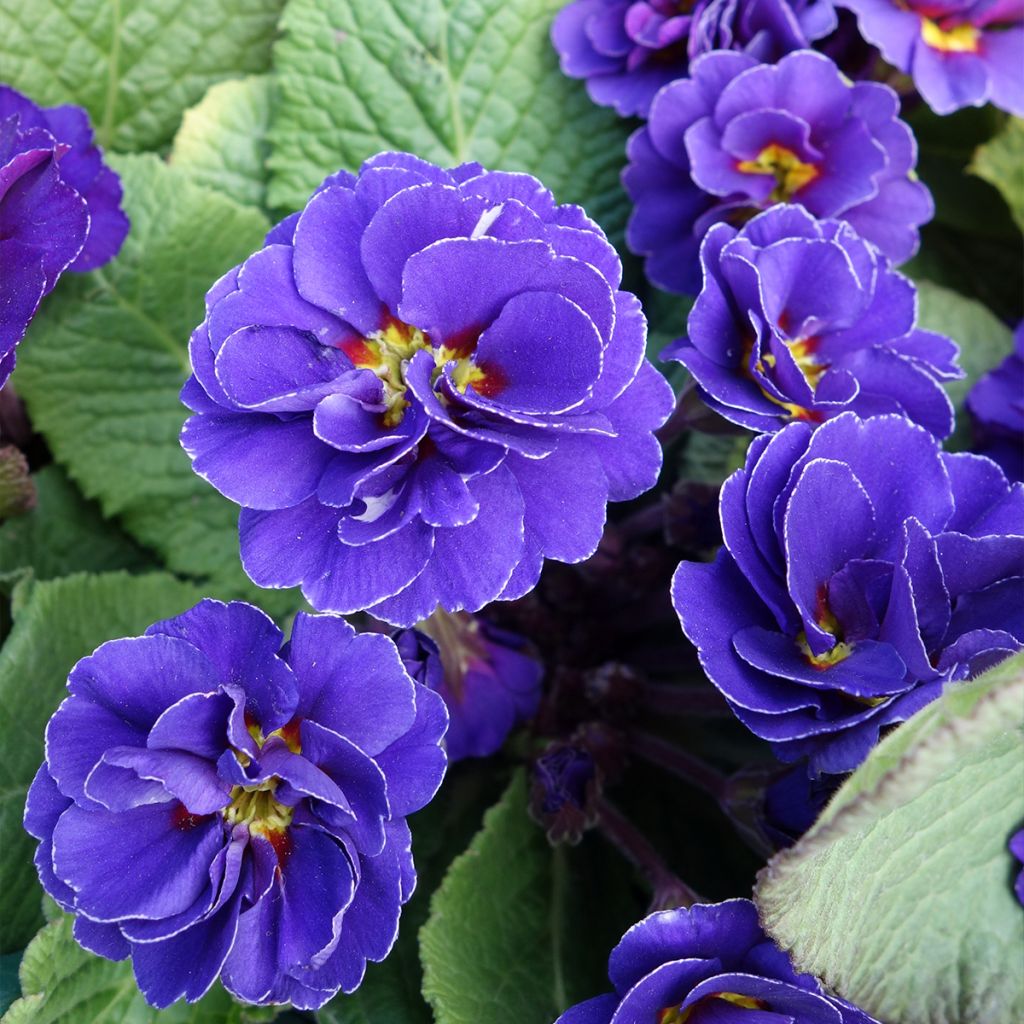 Primevère, Primula vulgaris Miss Indigo