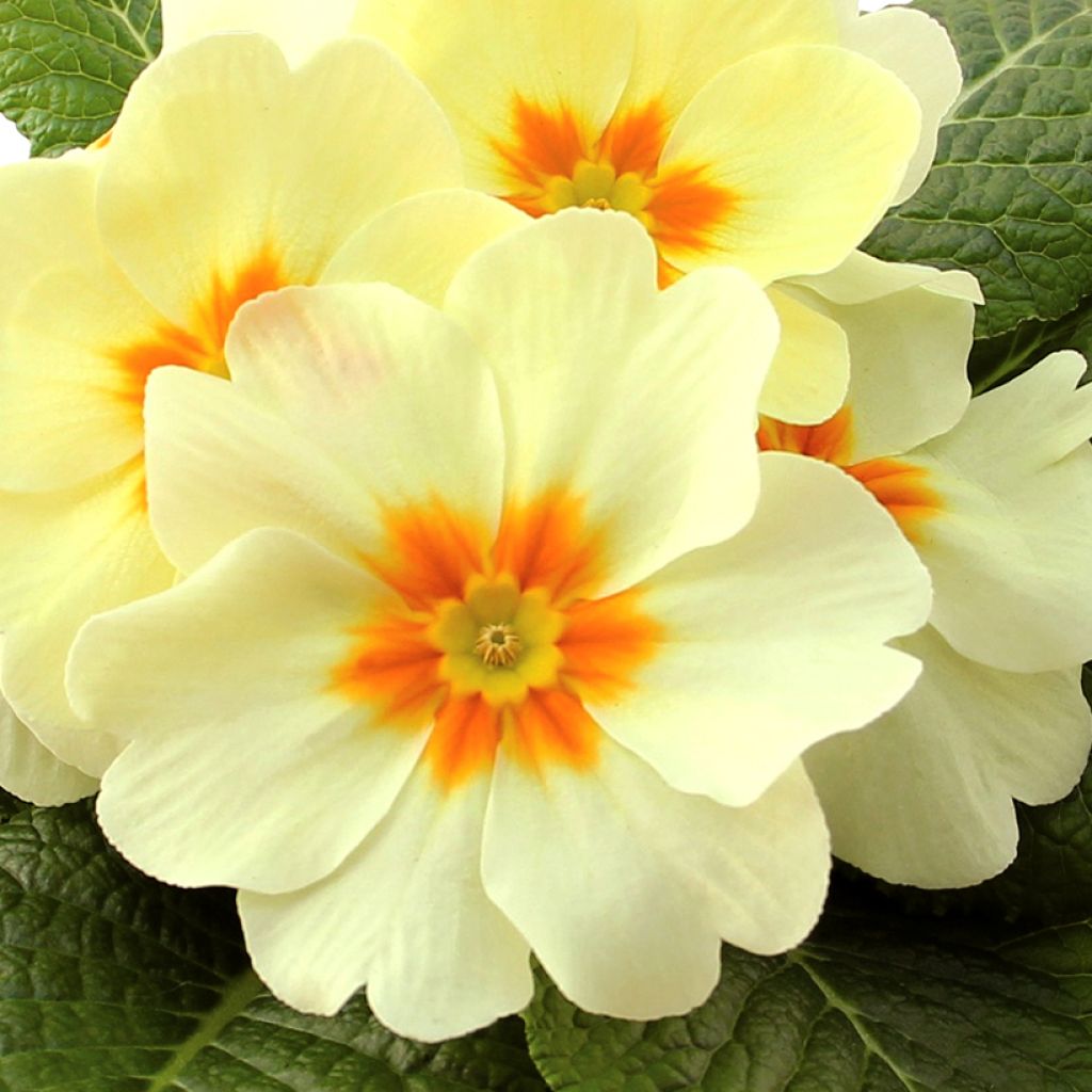 Primevère Rambo F1 Lemon Cream - Primula acaulis