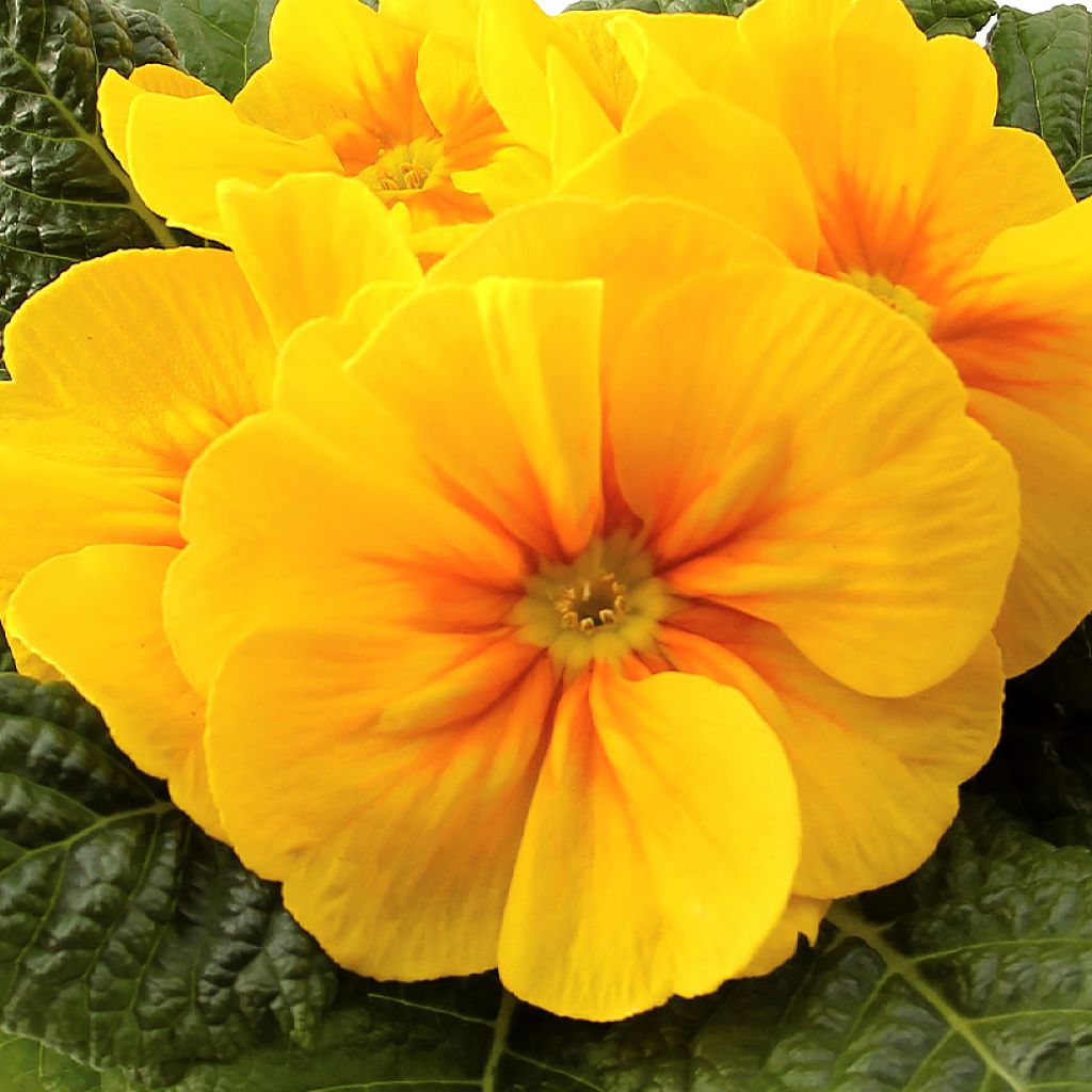 Primevère Rambo F1 Yellow Gold - Primula acaulis