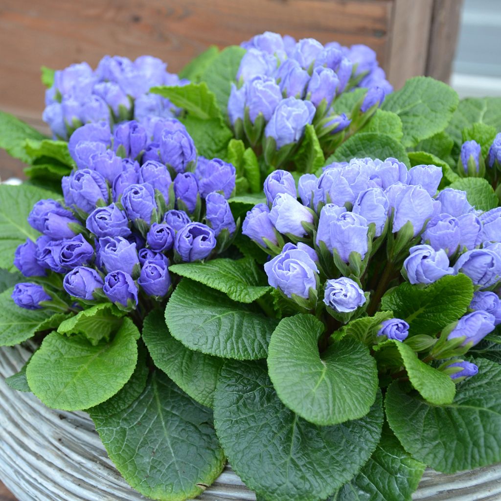 Primevere Rosebud F1 Crocus Blue - Primula acaulis