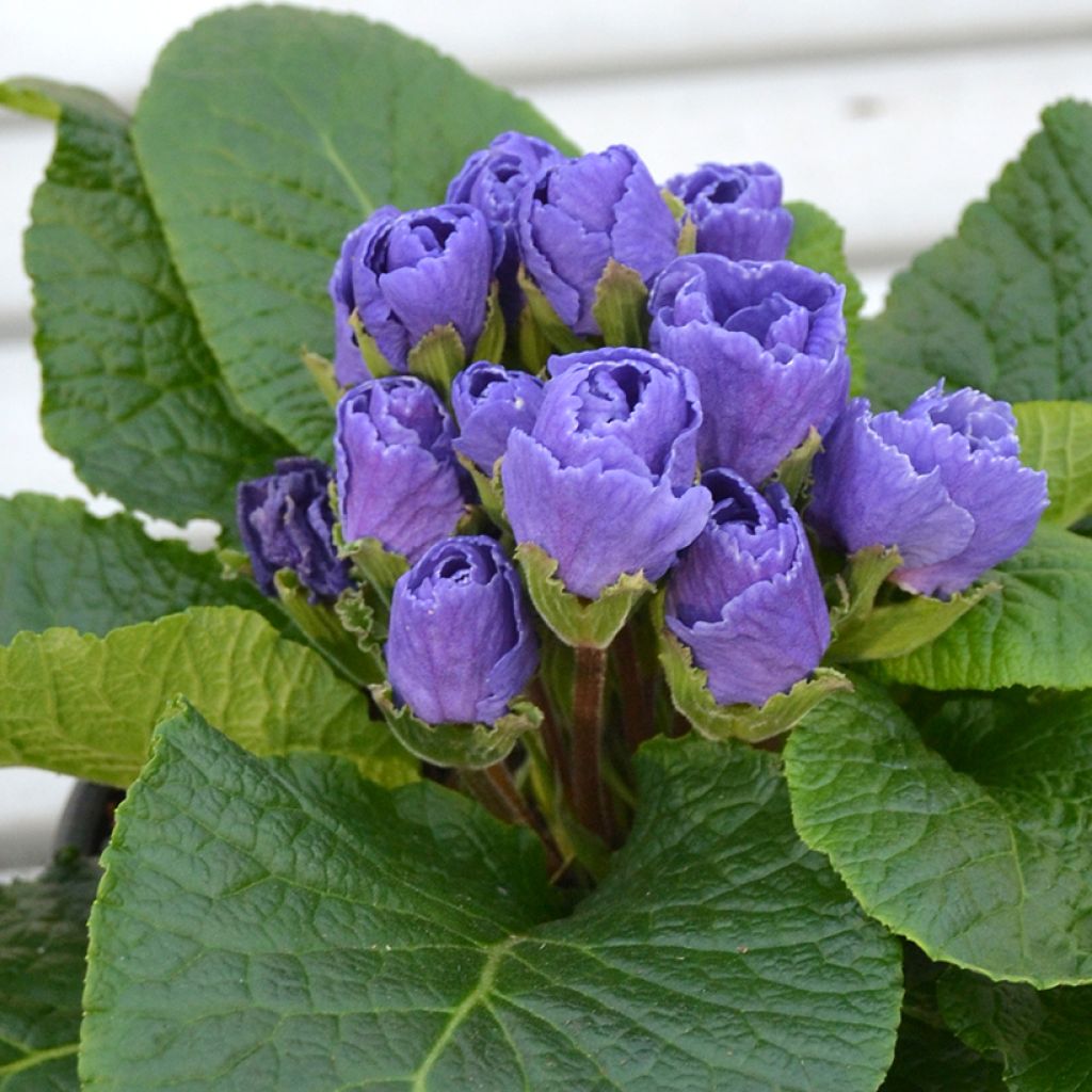 Primevere Rosebud F1 Crocus Blue - Primula acaulis