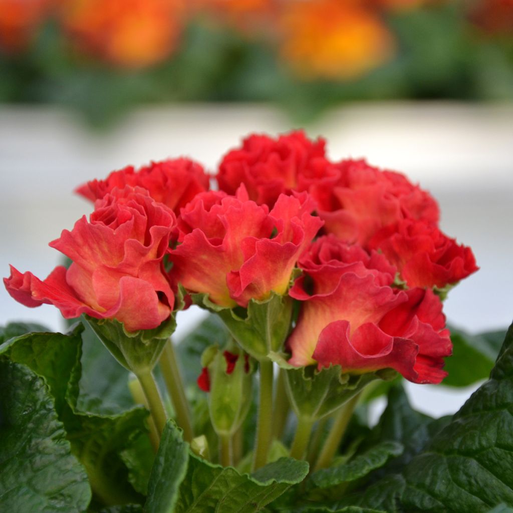 Primevere Rosebud F1 Red Shades - Primula acaulis