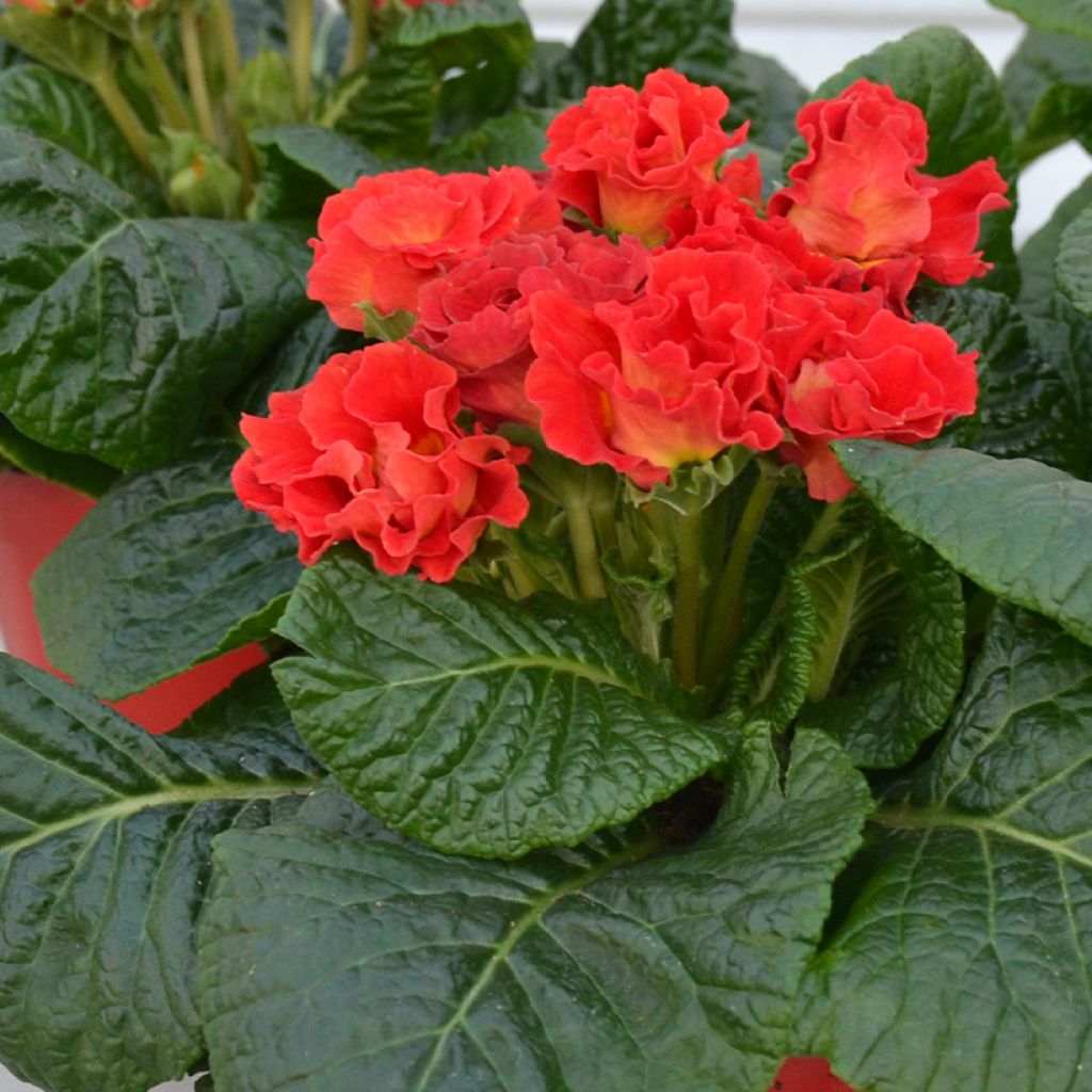 Primevere Rosebud F1 Red Shades - Primula acaulis