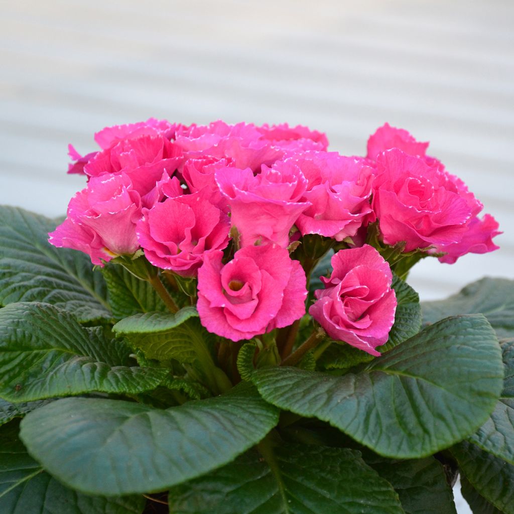 Primevere Rosebud F1 Rose Shades - Primula acaulis