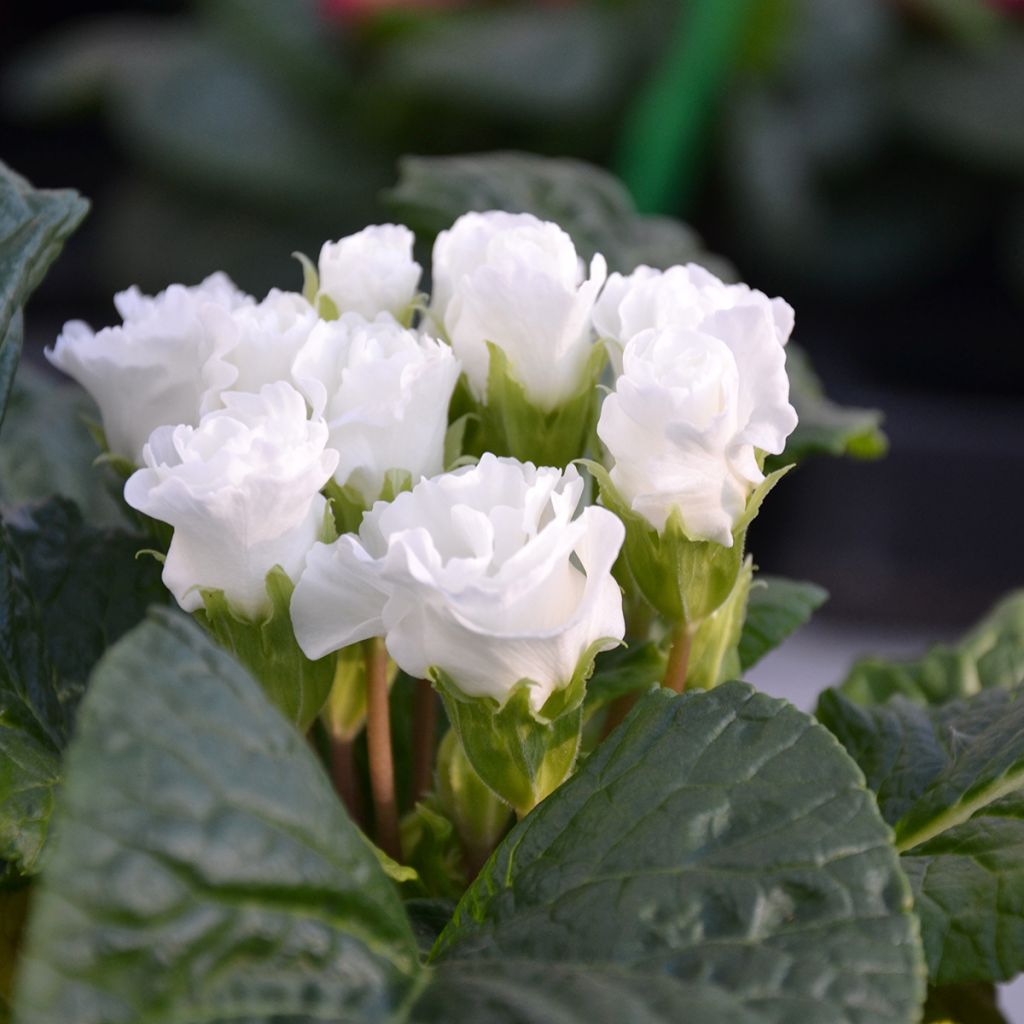 Primevère Rosebud F1 White - Primula vulgaris