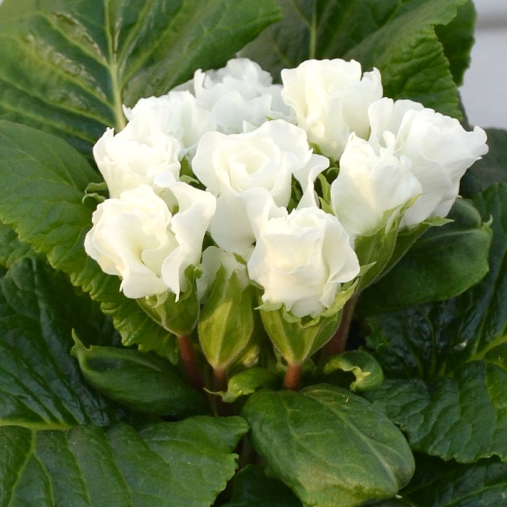 Primevère Rosebud F1 White - Primula vulgaris