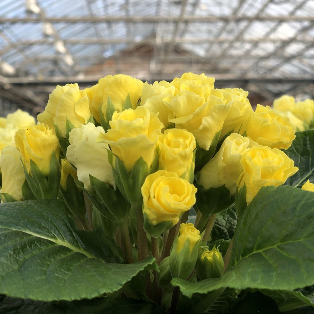 Primevère Rosebud F1 light yellow - Primula acaulis