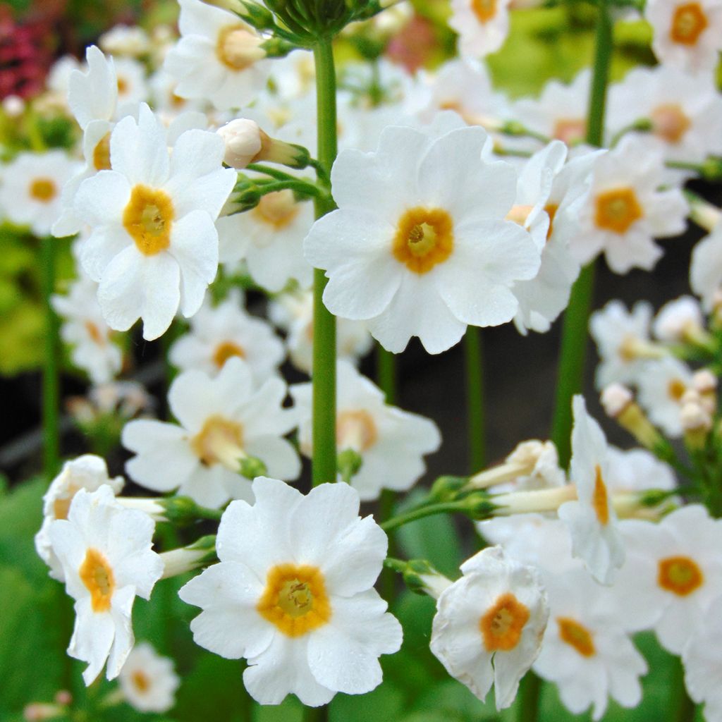 Primevere candelabre - Primula jap. Alba