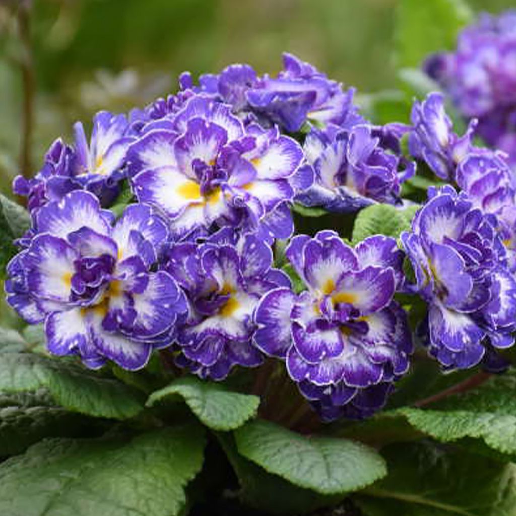 Primevere double Belarina Blue Ripples - Primula vulgaris