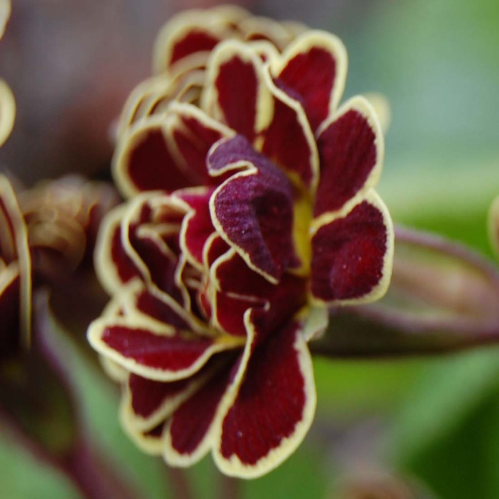 Primevère hybride Elizabeth Killelay - Primula hybrida