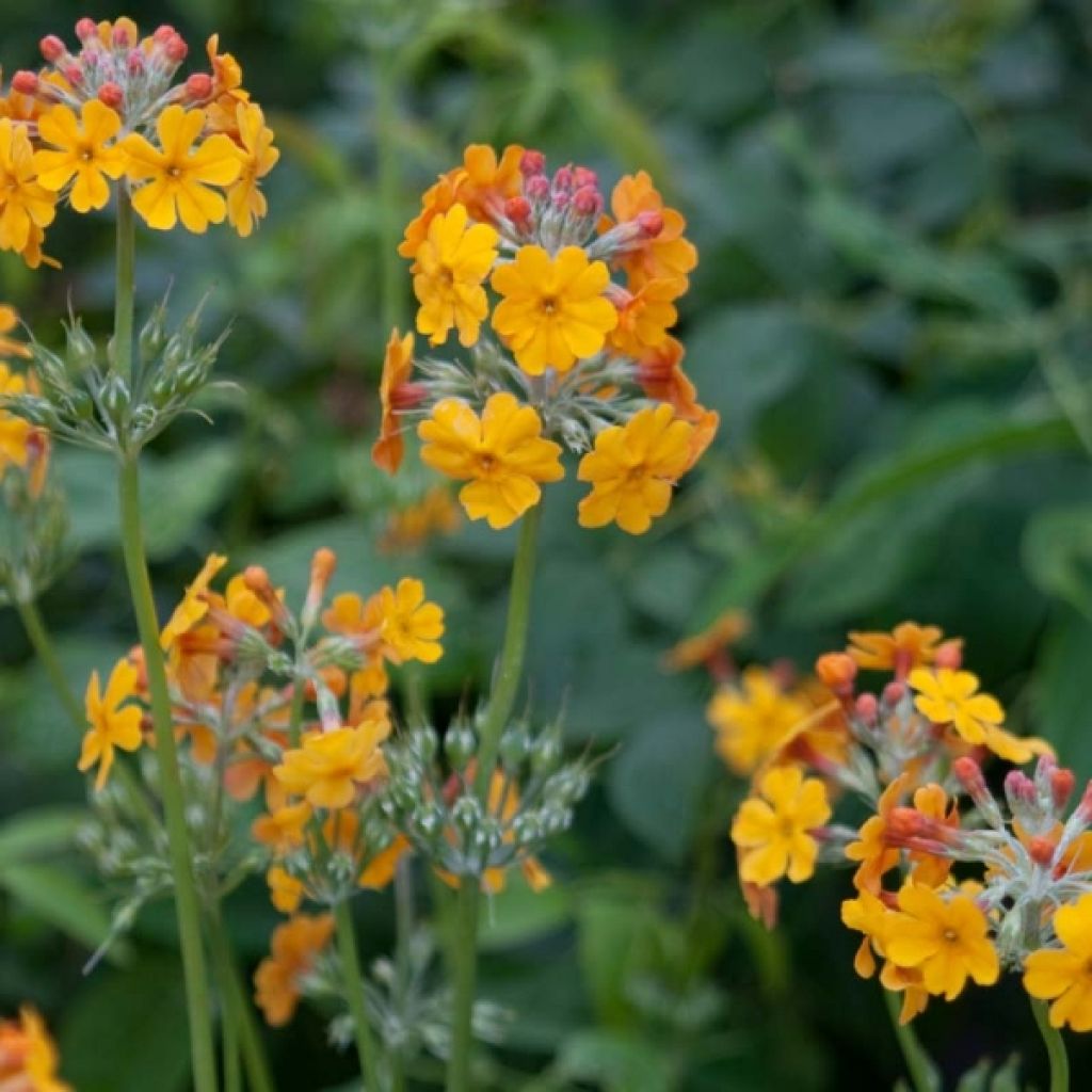 Primevère candélabre - Primula bulleyana