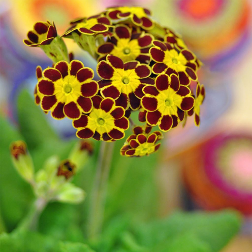 Primula elatior Gold Lace Red - Primevère élevée